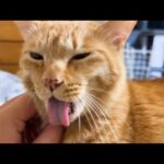 早朝の寝起きでも名前を呼ぶと来てくれる茶トラ猫(YouTube)