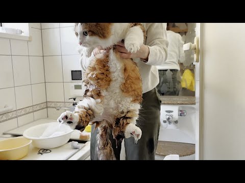 緊急事態発生！長毛種あるあるで強制半身浴する猫(YouTube)