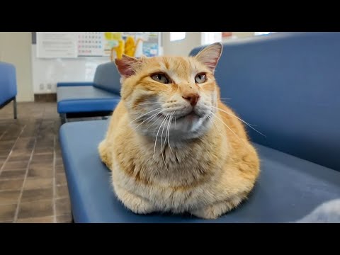 昨日は強風でフェリー欠航でした。待合室には猫が寝ていました(YouTube)