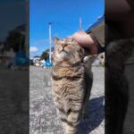 #ImpressedCatVideo #catisland #Cat(YouTube)