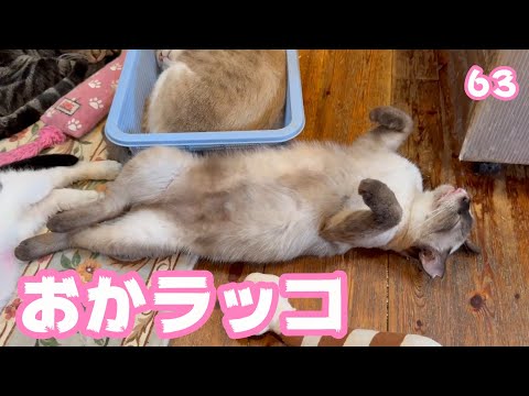 珍獣おかラッコ  決してツチノコではありません  ミケ   2025 04 30 2(YouTube)