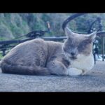 感動猫動画 のライブ配信(YouTube)
