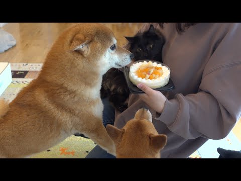 黒猫の誕生日会‥！緊急で病院へ行ったりと過去一慌ただしい誕生日に。。(YouTube)