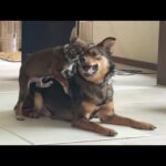 生後３ヶ月の子犬にワンプロ方法を教えてあげる保護犬ケンタが優しすぎた(YouTube)