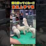 一番最初に売れようとする犬😂 #犬 #dog #funny dogs(YouTube)