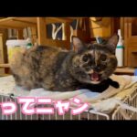 構ってニャン  アラレ   2025 04 28 2(YouTube)