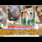 【結果発表】総選挙の結果を当てるまで帰れま10をやったら足が終わりました…【バイオパーク総選挙2024】(YouTube)