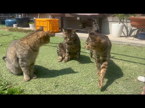 なんかムズムズしない？春のキジトラーズ会議(YouTube)