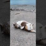 ゴロンゴロン寝転がる漁港の猫たち #ImpressedCatVideo #catisland #猫島(YouTube)