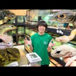 【新入荷生体】13種約100匹の爬虫類がやってきたということで紹介していきます！(YouTube)