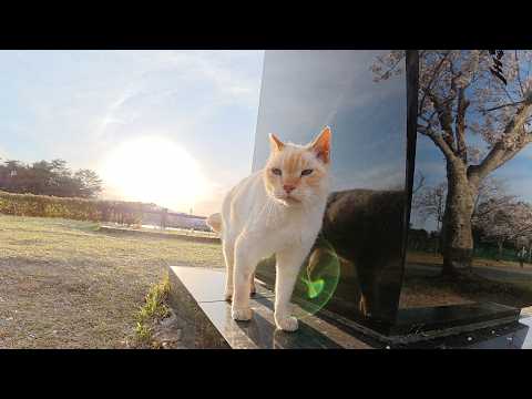ボランティアさんが遠征していた薄茶シロ猫を縄張りまで連れ戻す(YouTube)