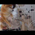 柴犬、保護猫にお母さんと間違えられて困惑？やり取りが可愛すぎる。。(YouTube)