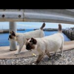 猫島の港を歩いていると付いてくる猫が1匹2匹と段々増えていって最後は大集会になった(YouTube)