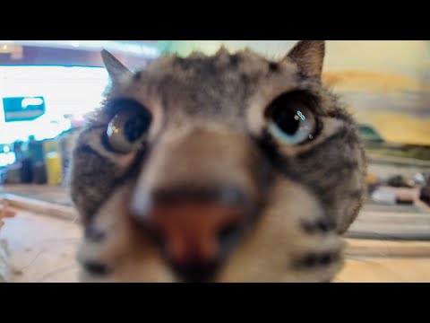 【今週のボツ動画】今週撮った未公開猫動画まとめて公開-名古屋・大阪編-unreleased video of this week-2025/4/2w(YouTube)