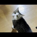 「このおっさんと喋ってたら話が噛み合わんわぁ」って思う猫(YouTube)