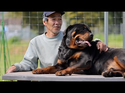 【総集編】愛犬の躾小型犬から超大型犬まで！ 問題行動改善へ向けて10時間耐久動画(YouTube)