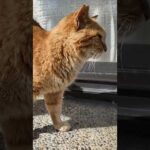 猫島の神社にいつもいる茶トラ猫  #ImpressedCatVideo #catisland #猫(YouTube)