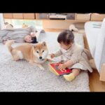 1歳娘、パパママより先に柴犬の名前を完ぺきに覚えてしまう(YouTube)