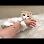 甘えんぼ猫のアピールを無視して映画を見てたら爆発してこうなっちゃいましたwww(YouTube)