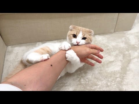 甘えんぼ猫のアピールを無視して映画を見てたら爆発してこうなっちゃいましたwww(YouTube)