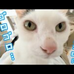 甘えモードのチロさんが可愛すぎます…！(YouTube)