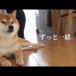この2人の関係性、一生見てられる【手術日確定のご報告】(YouTube)