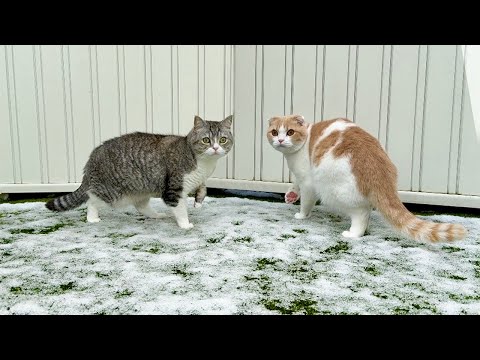 季節外れの雪が降ったら庭に出た猫たちの反応が可愛すぎました…www(YouTube)