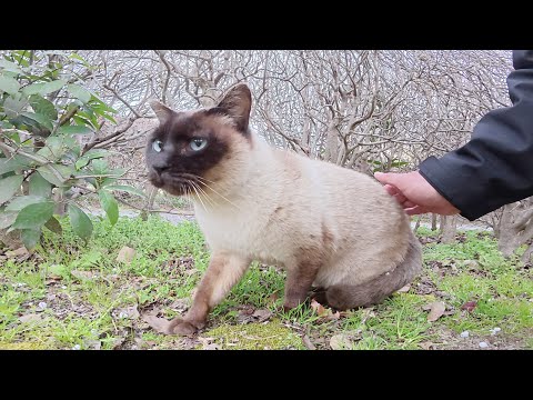お顔が真っ黒なシャム猫が気難しいボス猫に詰められる(YouTube)