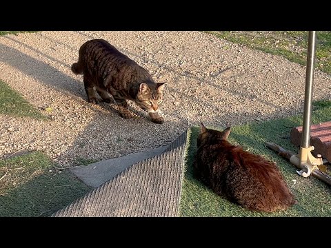 正直ウザいと思うけど憎めない猫(YouTube)
