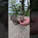 海辺の神社でキジトラ猫がスリスリしてきた #猫 #ネコ #cat(YouTube)