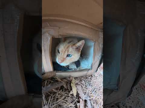 退院した地域猫が猫ハウスの中でリラックスする #猫 #ネコ #cat(YouTube)