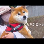 柴犬妹の手術の報告へ、あの子の元へ。(YouTube)
