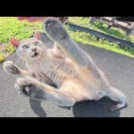 わんぱくな灰色猫ちゃんを公園に連れて行ったら元気に遊んでくれた(YouTube)