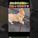 犬も歩けば棒に当たる…😂【当たってないフリ犬】 #犬 #dog(YouTube)