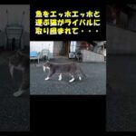 魚をエッホエッホと運ぶ猫がライバルに取り囲まれて・・・ #猫 #ネコ #cat(YouTube)