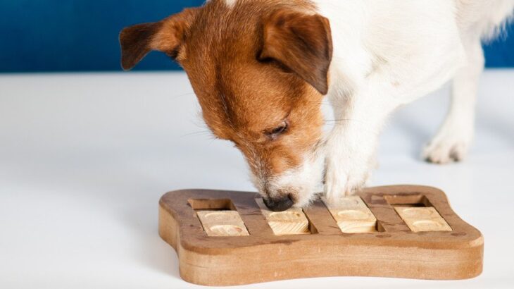 愛犬に新しいモノを与えても嫌がる心理4選　新品グッズを使ってもらうために飼い主ができることとは？(ブログ)