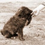 迷子犬と出会った時にしてはいけないNG行動4つ　知っておかないと大変なことに…？正しい対処法とは(ブログ)