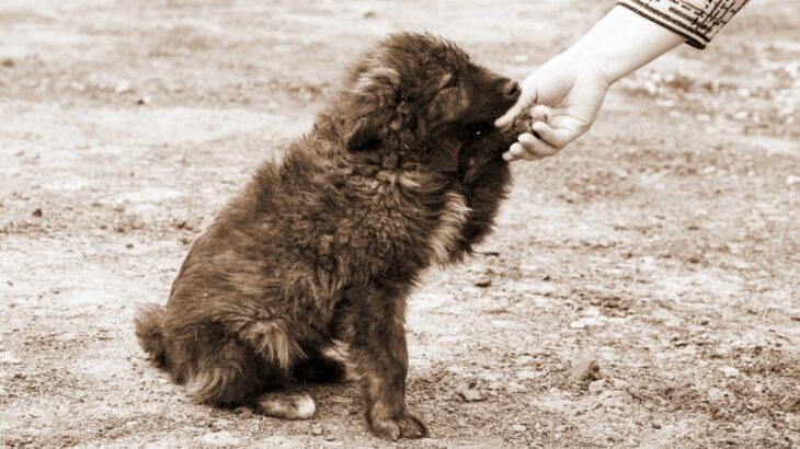 迷子犬と出会った時にしてはいけないNG行動4つ　知っておかないと大変なことに…？正しい対処法とは(ブログ)