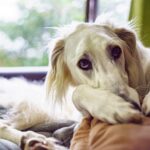 犬のテンションが突然下がる5つの理由　元気がなくなる原因から適切な接し方まで(ブログ)