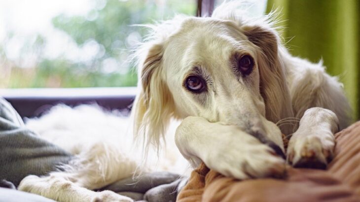 犬のテンションが突然下がる5つの理由　元気がなくなる原因から適切な接し方まで(ブログ)