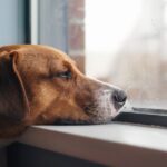 犬も『天候や気圧の変化』で体調を崩すの？気圧でダウンしているときにみせる5つのサインとは(ブログ)