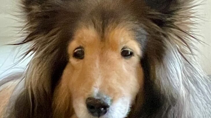 なぜか眠たそうな顔をしている犬→まさかの理由と家族の切実な声に6万1000いいね「うちのも同じ」「二度寝できるもんね」共感の声も(ブログ)