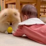 赤ちゃんと犬が一緒に暮らしたら…１年後→あまりにも尊い『成長記録』が16万再生「一緒に子育てしてくれてる」「距離感が理想的」と称賛(ブログ)