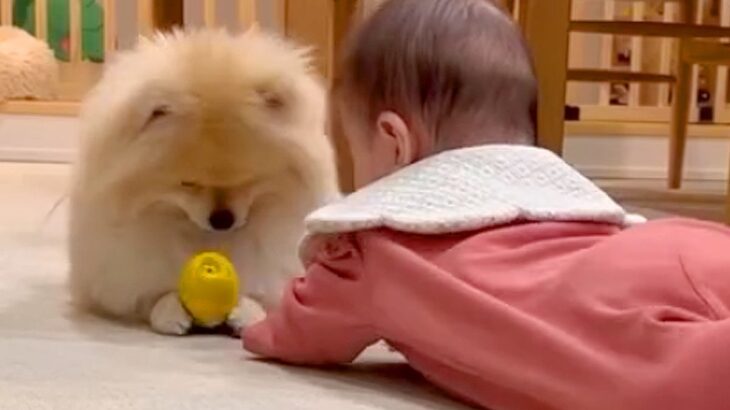 赤ちゃんと犬が一緒に暮らしたら…１年後→あまりにも尊い『成長記録』が16万再生「一緒に子育てしてくれてる」「距離感が理想的」と称賛(ブログ)