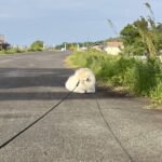 お散歩中に歩かなくなってしまった犬→顔を覗いてみたら…そのままにしておきたくなる『尊い表情』に３万いいね「貫禄がｗｗ」「充電中かな」(ブログ)