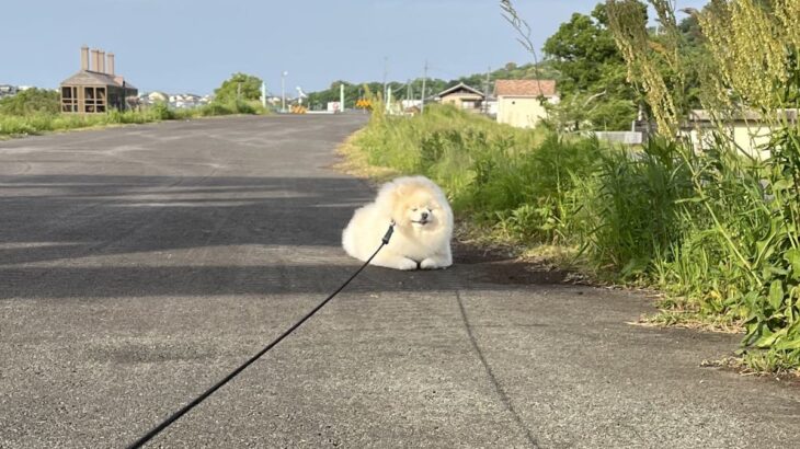お散歩中に歩かなくなってしまった犬→顔を覗いてみたら…そのままにしておきたくなる『尊い表情』に３万いいね「貫禄がｗｗ」「充電中かな」(ブログ)