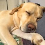 『こんなにも可愛い寝顔の大型犬が…』深い眠りに入った途端、想像の遥か上をいく『ひどすぎる表情』が314万再生「電車で見ちゃダメ」と爆笑(ブログ)