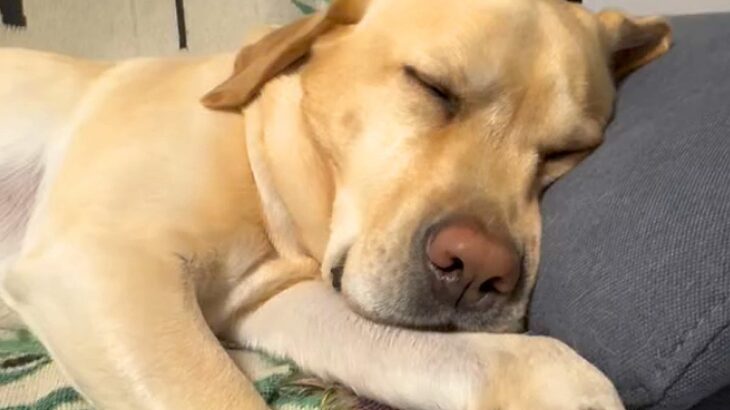 『こんなにも可愛い寝顔の大型犬が…』深い眠りに入った途端、想像の遥か上をいく『ひどすぎる表情』が314万再生「電車で見ちゃダメ」と爆笑(ブログ)