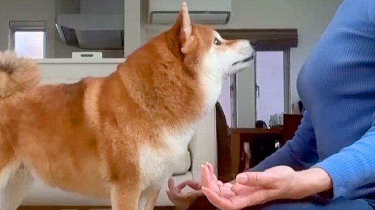 瞑想をしようとしていたら、構ってほしい犬が…まさかの『絶対に集中できない行動』が77万再生「完全な作戦勝ちｗ」「視線の圧がすごい」(ブログ)