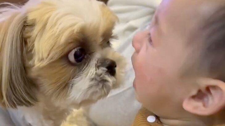 赤ちゃんが大号泣→犬が『なんとかしなきゃ』と一生懸命に…オロオロしながら『必死に泣き止ませる光景』が74万再生「健気」「どっちも可愛い」(ブログ)